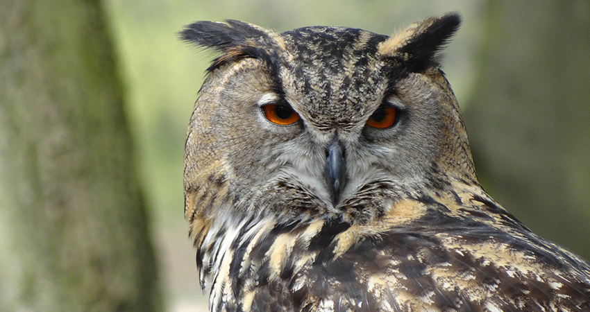 Owls can be heard hooting in the forest around Birchbrae at night