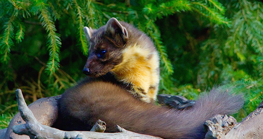 Pine Martens have been seen around the lodges at Birchbrae