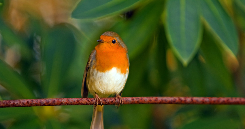 Robins are regular visitors to the bird tables at Birchbrae