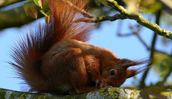 Red squirrels play in the grounds at Birchbrae