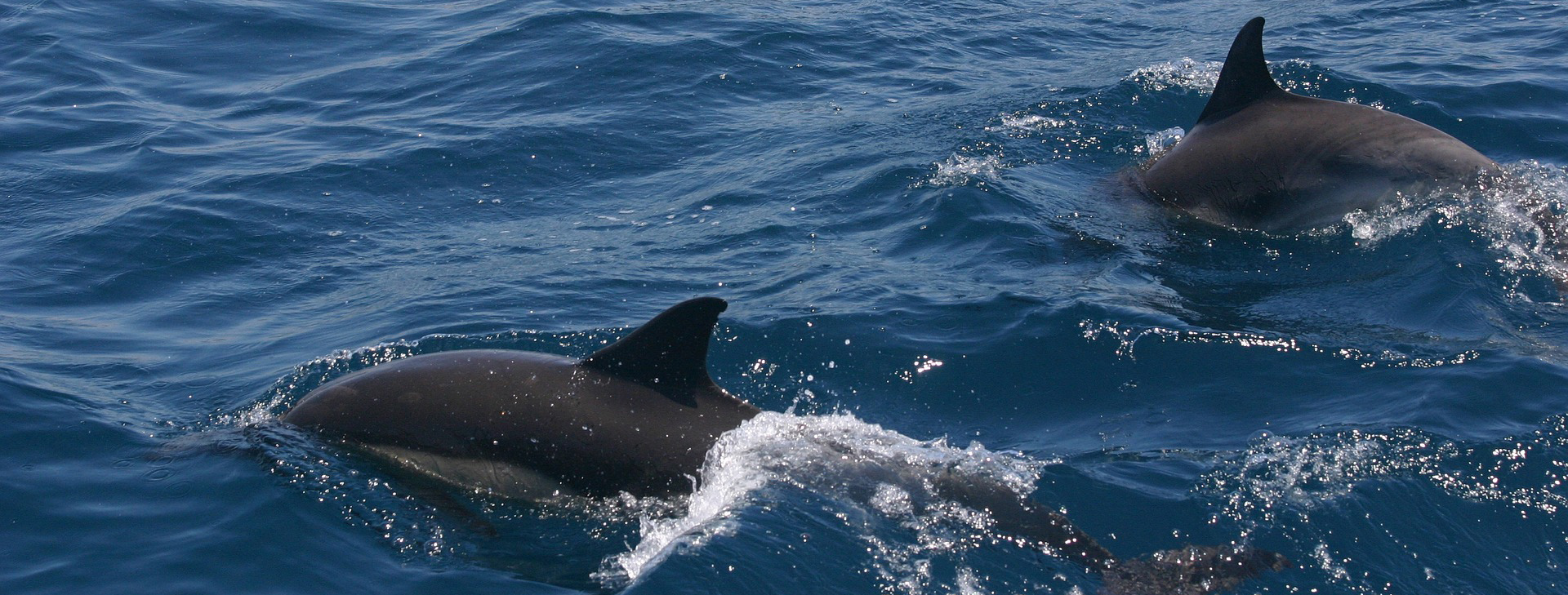 Wildlife abounds in the area - look out for porpoises on the loch