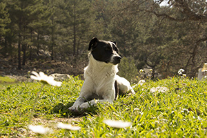 The secluded lodges are great for holidays with your dog