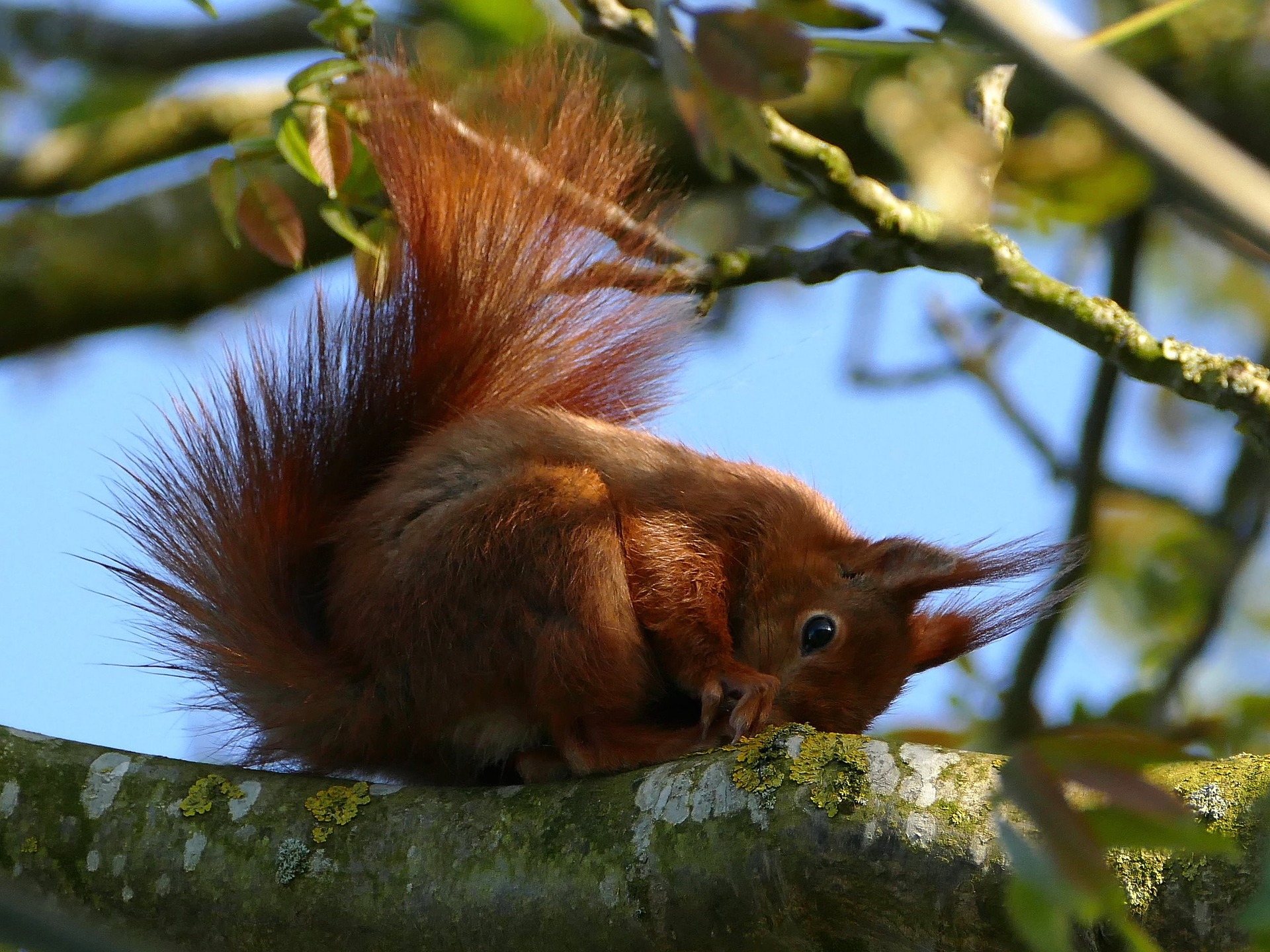 Red squirrels play in the trees and grounds at Birchbrae Luxury Self-catering Lodges near Fort William